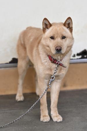 譲渡犬5月１６日6