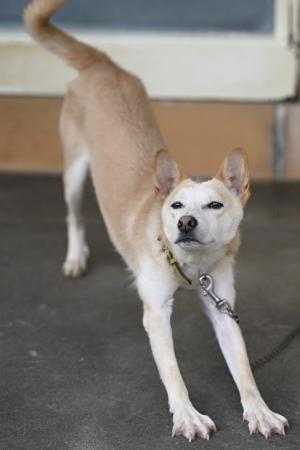譲渡犬5月１６日7