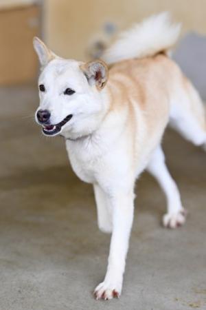 譲渡犬5月１６日9