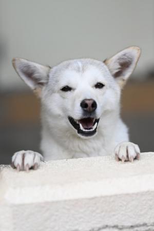 譲渡犬5月１６日9