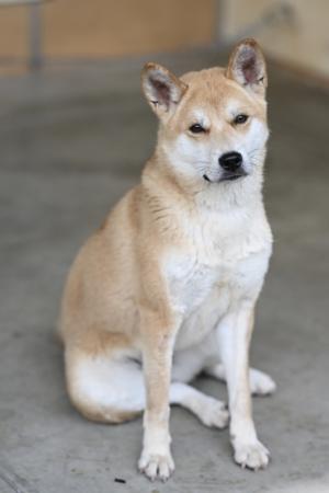 譲渡犬5月１６日10