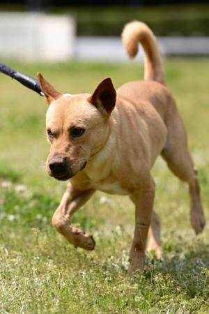 譲渡犬5月１６日11