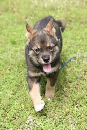 譲渡犬5月１9日３