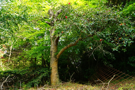 トウツバキの画像2