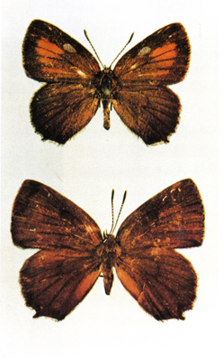 ベニモンカラスシジミの画像