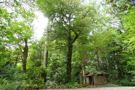 カヤの樹叢の画像2