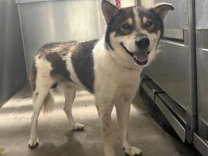 迷い犬8月22日今治