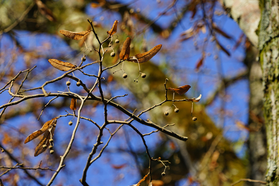 ボダイジュの画像2