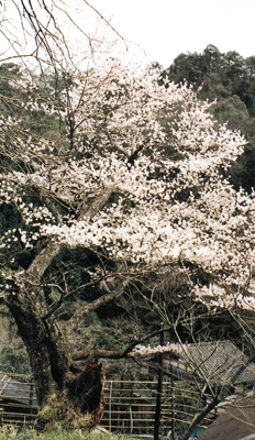 用の山のサクラの画像