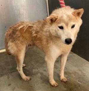20251007西部犬