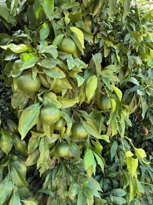 横向きの夏枝に成る媛小春の果実（10月撮影）の写真