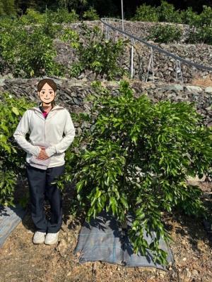 3年生媛小春（2024年に1年生ヒリュウ台苗木植え付け）と身長155cmの職員との比較の写真