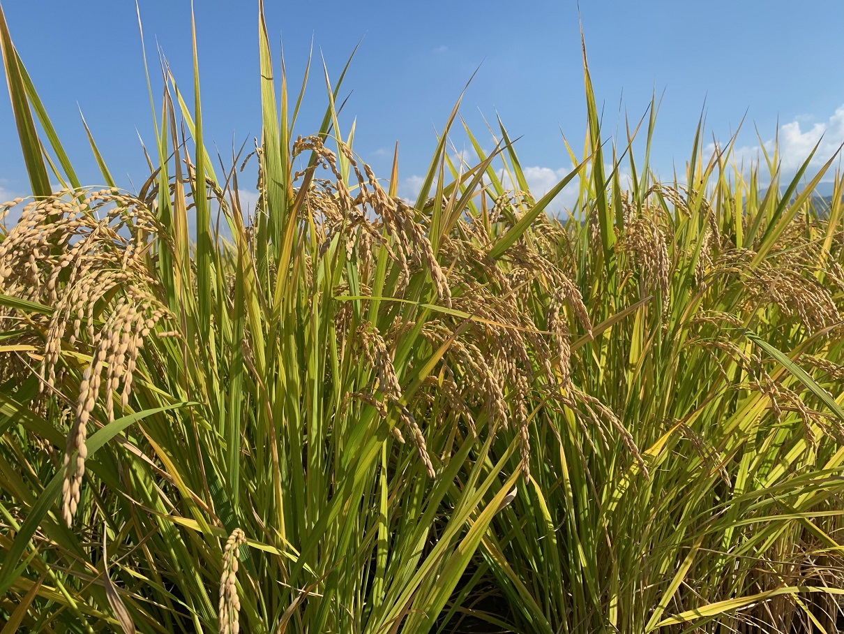 ほのぼの農園の田んぼ