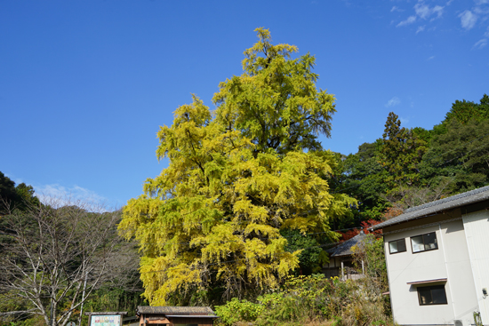 逆杖のイチョウの画像1
