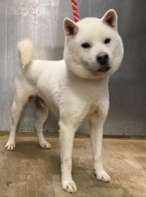 20251031四国中央犬