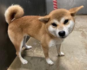 20251031四国中央犬2