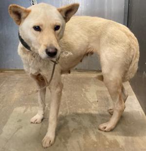 迷い犬11月4日 西条市小松町 めす 中型 薄茶色