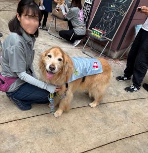 セラピー犬