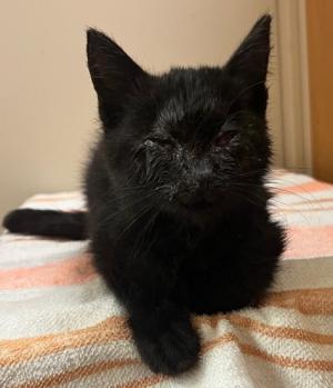 迷い猫　１１月２４日　宇和島市丸穂　黒　子猫　おす