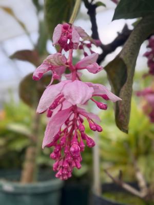 メディニラ・マグニフィカの画像