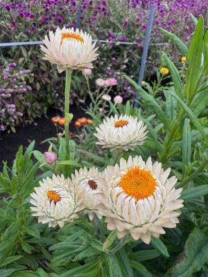 ヘリクリサムの画像