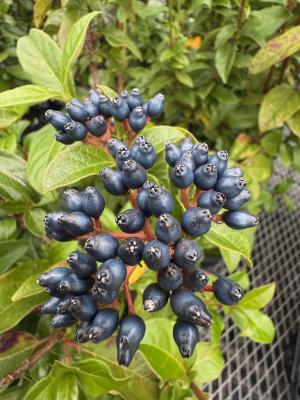 ビブルナム・ティナスの画像