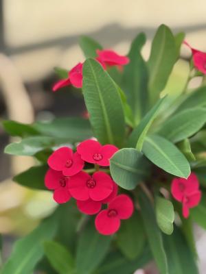 ハナキリンの画像