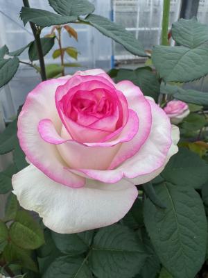バラ（温室）の画像