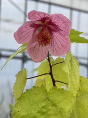 アブチロンの画像