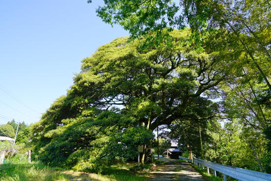 無事喜地のタブノキの画像1
