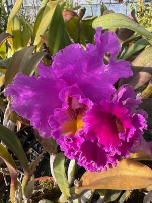 カトレアの画像