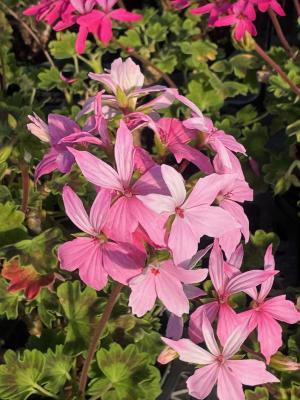 星咲きゼラニウムの画像