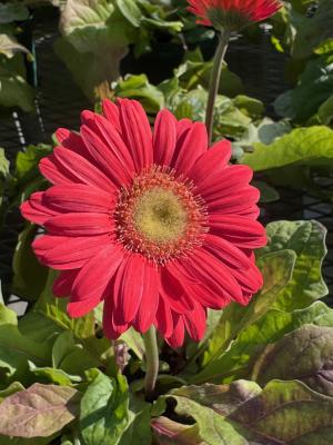 ガーベラの画像