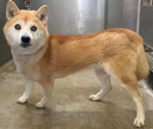 迷い犬１２月２３日　柴風　おす　白茶