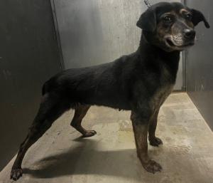 1月13日　迷い犬　伊予市　雑種　黒　めす　中型