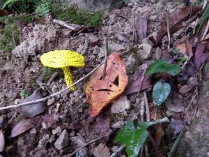 おばけ葉っぱのお宝探し