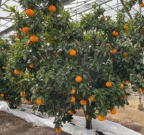 「紅プリンセス®」（愛媛果試第48号）園地