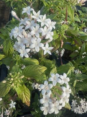 ペンタスの画像