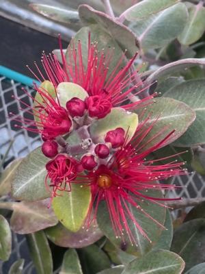 メトロシデロスの画像