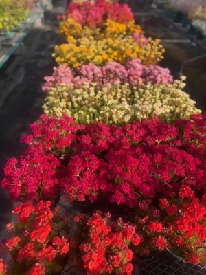 カランコエの画像