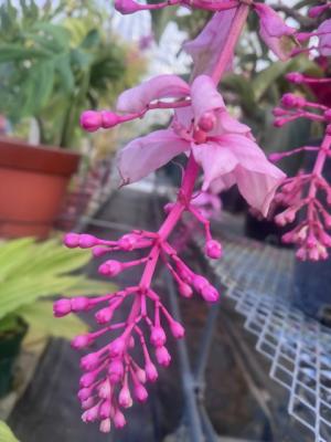 メディニラマグニフィカの画像