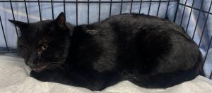 2月1日迷い猫　今治市朝倉　黒猫　おす　首輪なし