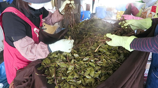 四国山地の発酵茶の製造技術の画像1