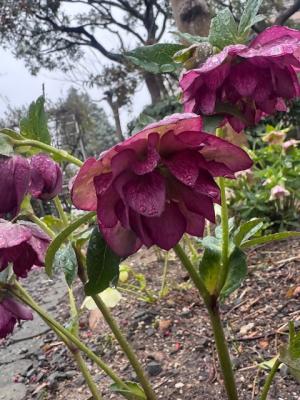 クリスマスローズの画像