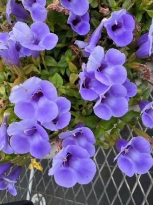 トレニアの画像