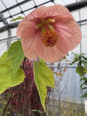 アブチロンの画像