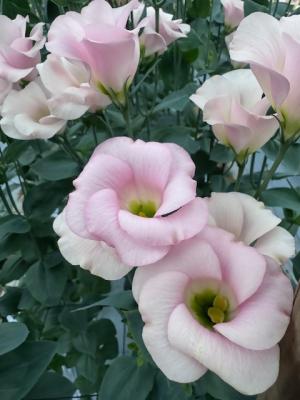 トルコギキョウの画像