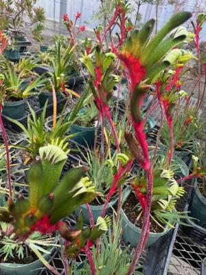 カンガルーポーの画像