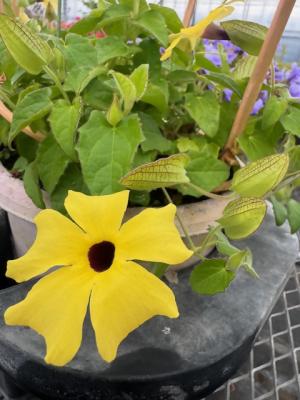 ツンベルギアの画像