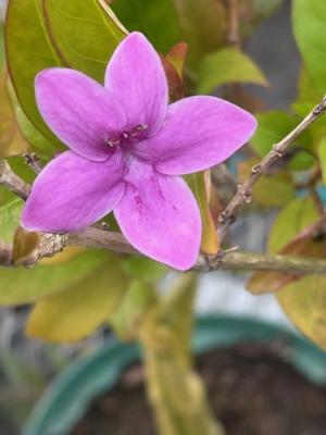 プセウドエランテムムの画像